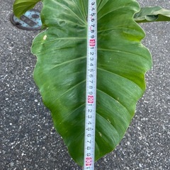 観葉植物　クワズイモ　高さ６０センチ
の画像