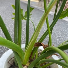 観葉植物　セローム　高さ８０センチの画像