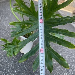 観葉植物　セローム　高さ８０センチの画像