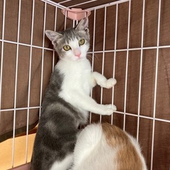 家猫修行中でも大丈夫な里親様募集‼️