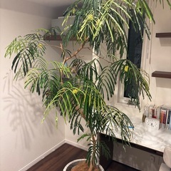 観葉植物　エバーフレッシュの画像