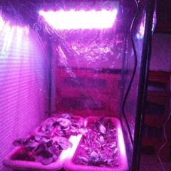 ☆彡高性能SMD使用!植物育成LEDライト!!水槽照明!!!熱帯魚水槽・観賞魚・水草育成・アクアリウム・!新品未使用品!!③の画像