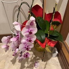 胡蝶蘭引き取ってください