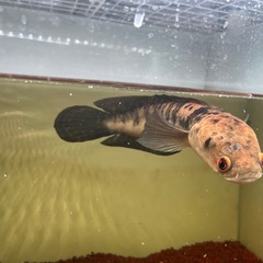 熱帯魚マルリオイデス　スネークヘッドの画像