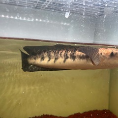 熱帯魚マルリオイデス　スネークヘッドの画像