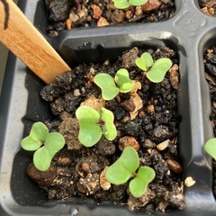 早稲品種　の　芽キャベツの苗　5株分の画像