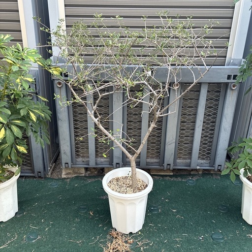 オリーブ①観葉植物