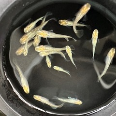 メダカ【レモンスカッシュ】若魚　６匹(オスメス入り)の画像