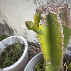 柱さぼてんの画像