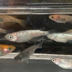 メダカ　ラメメダカ　ミックス　10匹　500円の画像