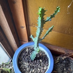 サボテン鉢セット　陶器の画像