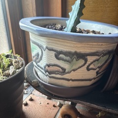 サボテン鉢セット　陶器の画像