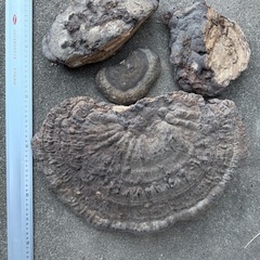 霊芝、さるのこしかけ、漢方生薬
の画像