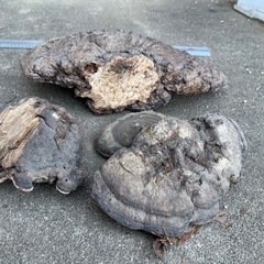 霊芝、さるのこしかけ、漢方生薬
の画像