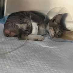 室内飼いして下さる方を探しています！ - 沖縄市