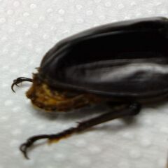 2025年産国産オオクワガタ♂(不全あり)の画像