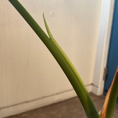 120cm モンステラの画像