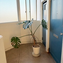 120cm モンステラの画像