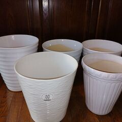 胡蝶蘭用鉢値下げしました。の画像