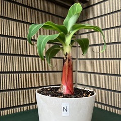 観葉植物　ミニバナナの苗木Nの画像