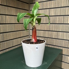 観葉植物　ミニバナナの苗木Nの画像