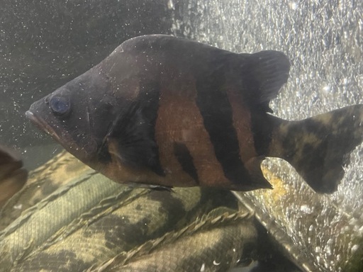 ダトニオ、リアルバンド、うるとらウルトラショート、