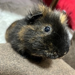テディモルモット  マロンくんの里親募集してます