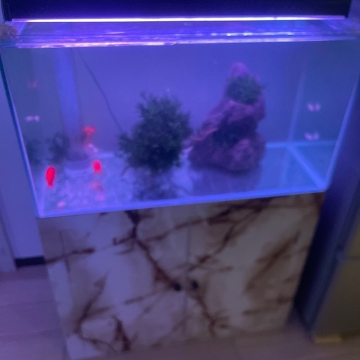 ※最終値下げ　90cmOFガラス水槽セット