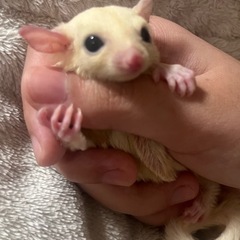 🔴フクロモモンガ🔴リューシスティック♀