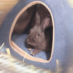 うさぎ(ショコラカラー)