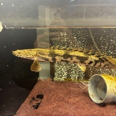 熱帯魚 ポリプテルス・エンドリケリー 水槽 メダカの画像
