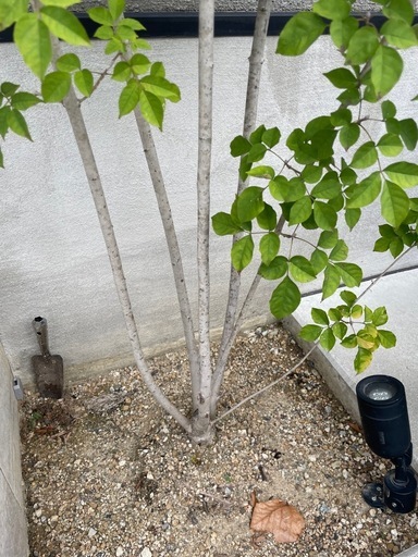 アオダモ　株立