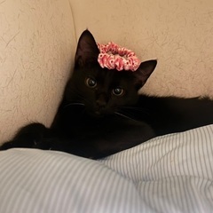 ゴロゴロ甘えた黒猫⭐︎まる&ママ