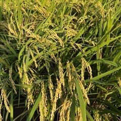 お米の好きな方