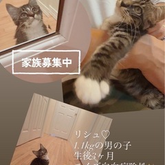 ⚽️🐈‍⬛キジ白長毛の仔猫🐈‍⬛⚽️