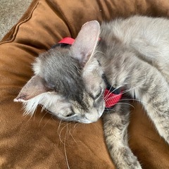 可愛い保護猫です
