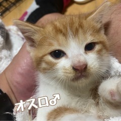 シャーも可愛い茶白オスロ
