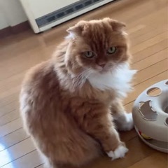 スコティッシュフォールドの女の子