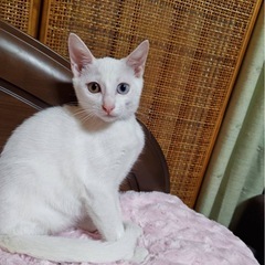 6月生まれの姉妹猫　あおちゃん