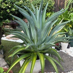 アガベ　agave 巨大の画像