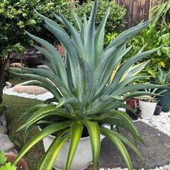 アガベ　agave 巨大の画像