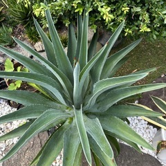 アガベ　agave 巨大の画像