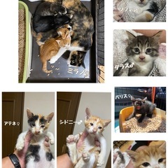 ちょっと怖がりな茶白男子　シドニー - 青梅市