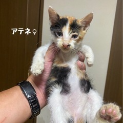 キレイな三毛猫　アテネ