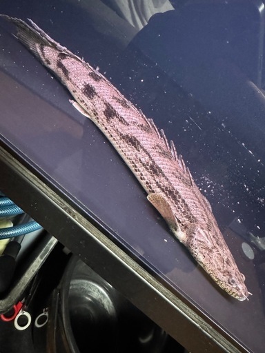 タンガニーカコンギクス