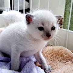 シャム風　ラルフ君 - 猫