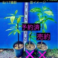 13800  特選　アビウ苗　希少フルーツ　観葉植物　鉢栽培の画像