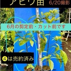 13800  特選　アビウ苗　希少フルーツ　観葉植物　鉢栽培の画像