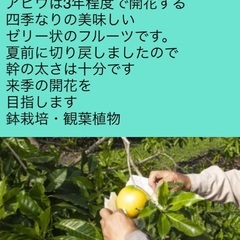 13800  特選　アビウ苗　希少フルーツ　観葉植物　鉢栽培の画像