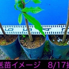 13800  特選　アビウ苗　希少フルーツ　観葉植物　鉢栽培の画像